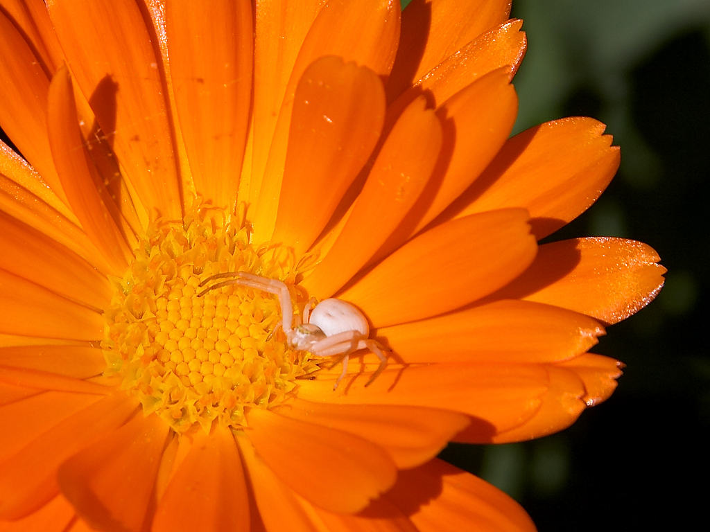 Orange (Flower)