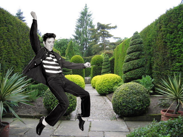 Elvis in a garden