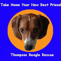 Thompson Beagle Rescue Logo