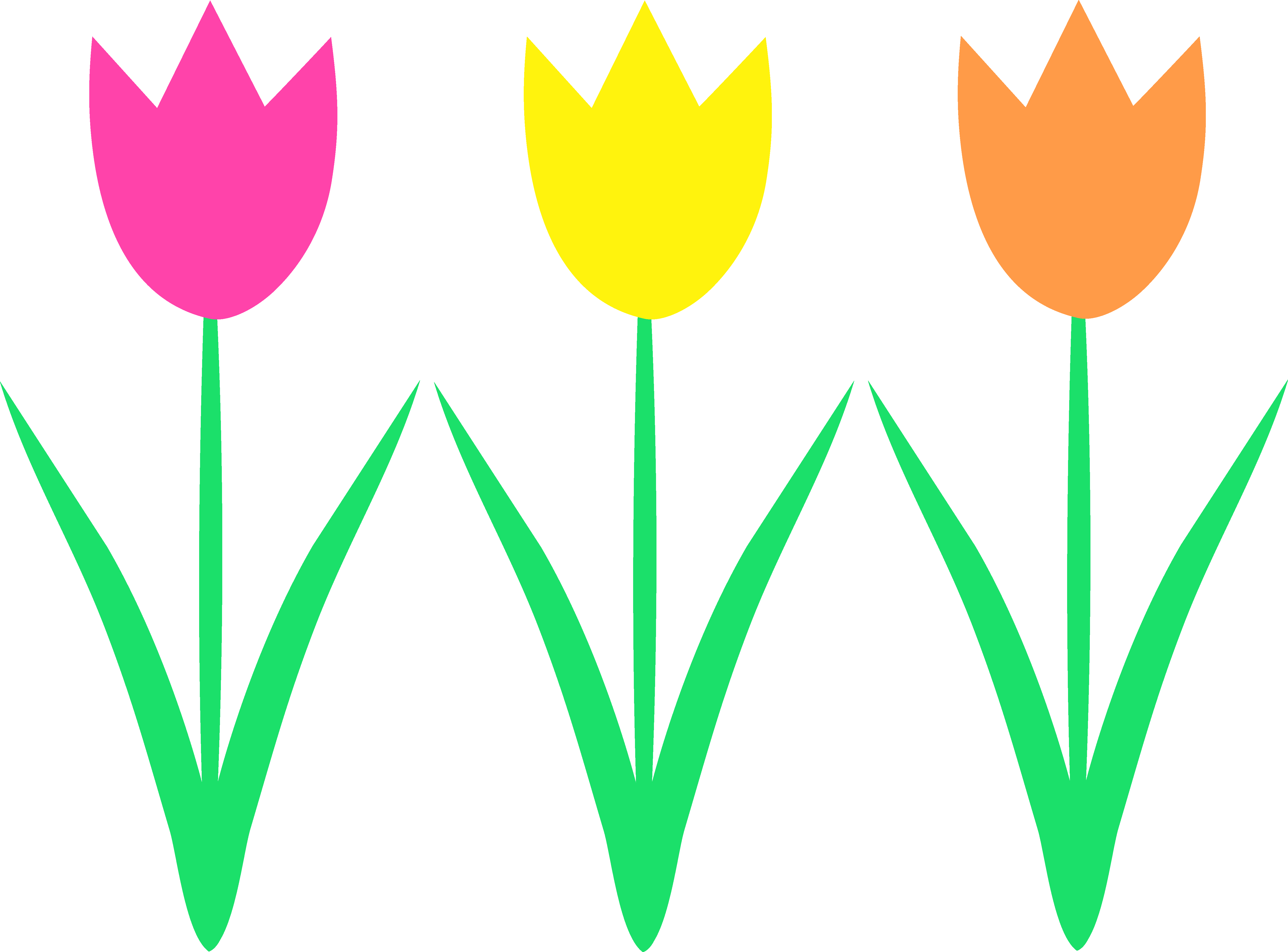 Tulips