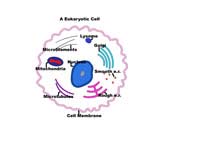 Eukaryotic Cell Thumbnail