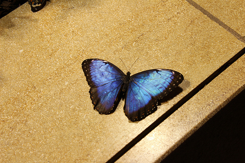 Butterfly by G.B.Hoeler