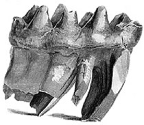 Mammoth Teeth