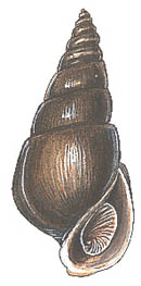 gilled snail