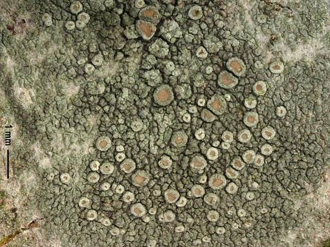 Lecanora