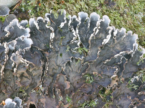 Peltigera