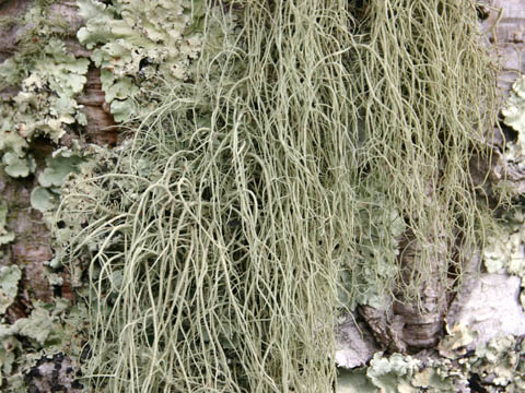 Usnea ceratina