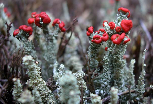 cladonia