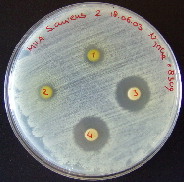 antibiotic discs