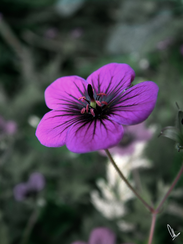 purple flower