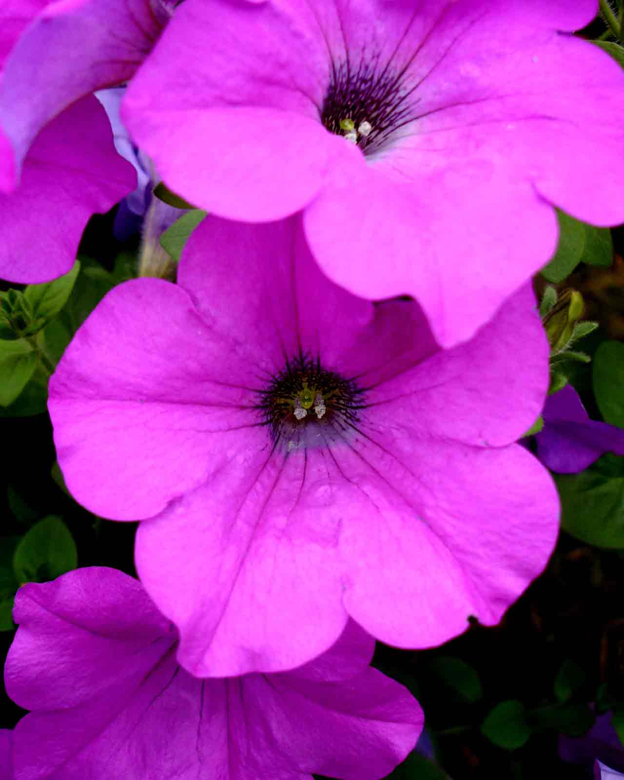 three purple flowers