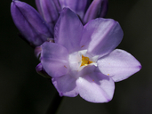 purple flowers