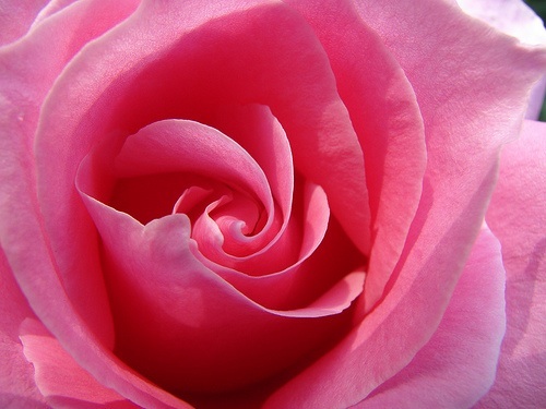 pink rose