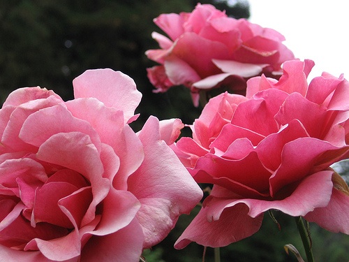 roses in full bloom