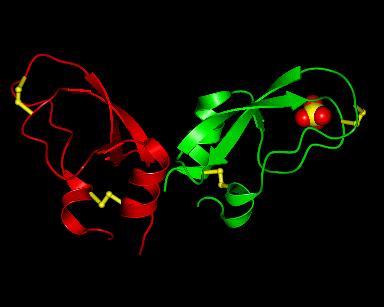 Image of the bovine protease inhibitor courtesy of IMB Jena Image Library of Biological Macromolecules