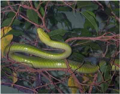 snake image courtesy of whozoo.org