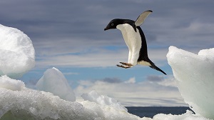 Adelie Penguin