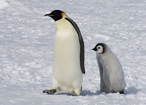 Emperor Penguin