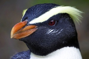 Fiordland Penguin