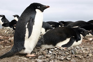 Adelie Penguin