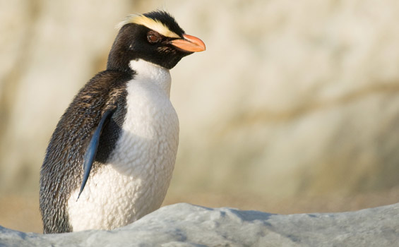 Fiordland Penguin