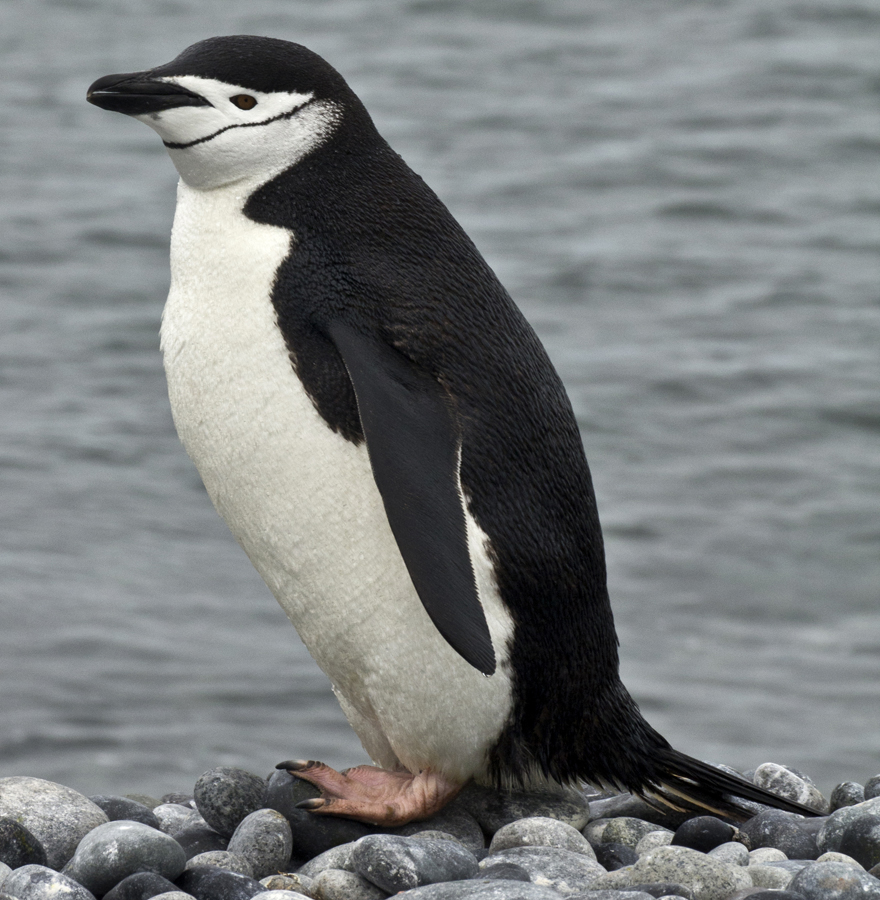 Chinstrap Penguin