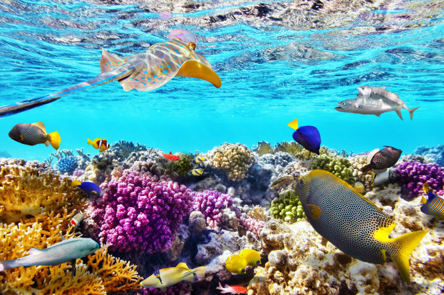 Great Barrier Reef Image