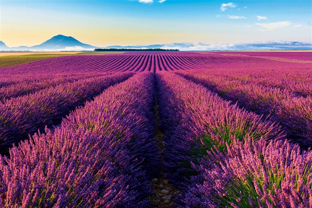 Provence Image