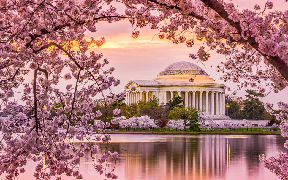 Washington D.C. Cherry Blossoms Image