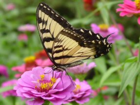 A swallowtail butterfly sipping nector from a pink and yellow flower.