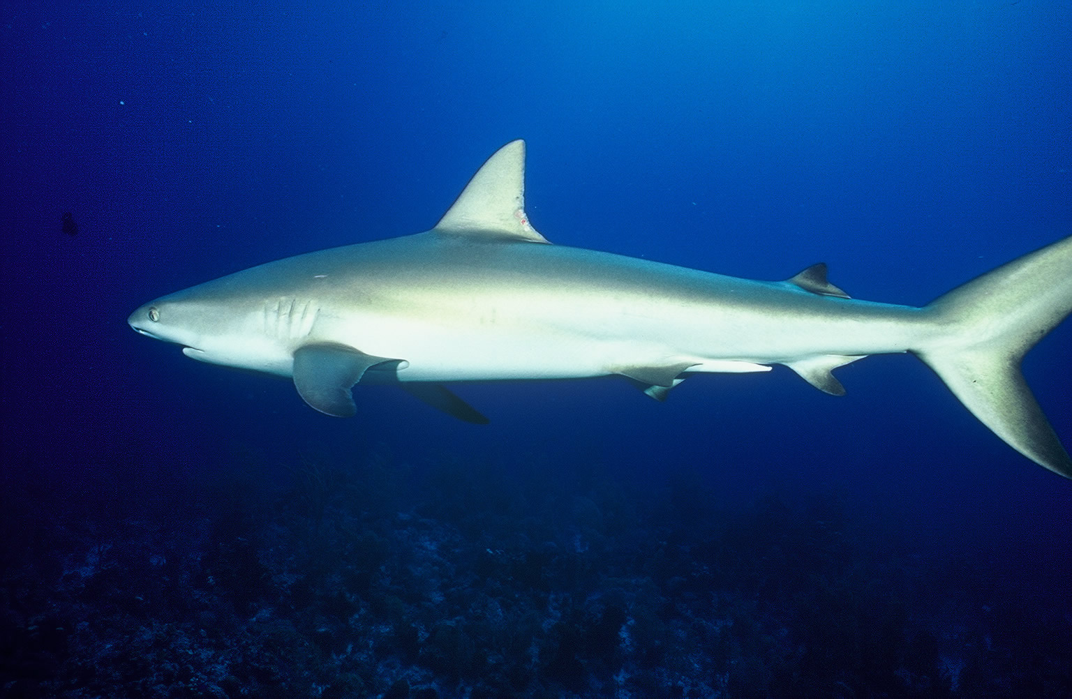 Reef Shark Photo