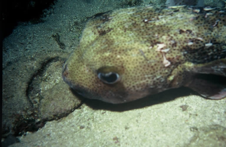 Trunkfish photo