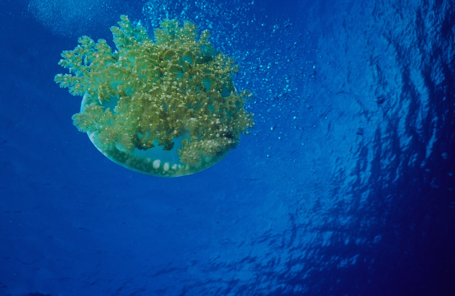 Moon Jellyfish photo