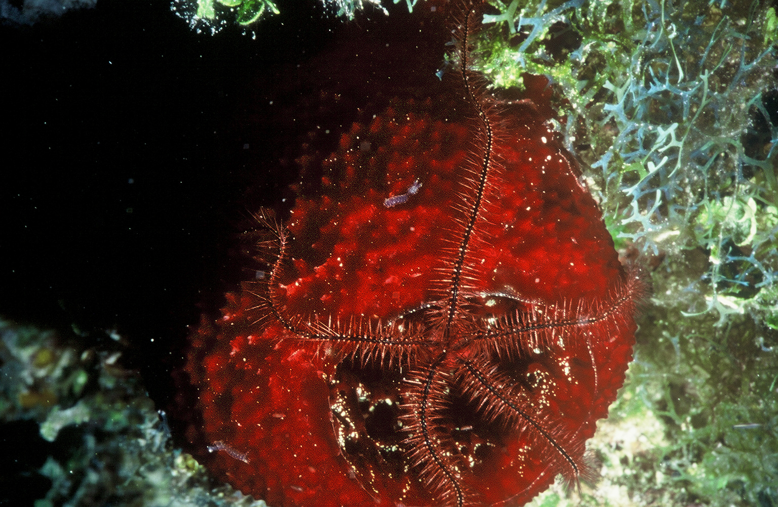 Sponge with Starfish