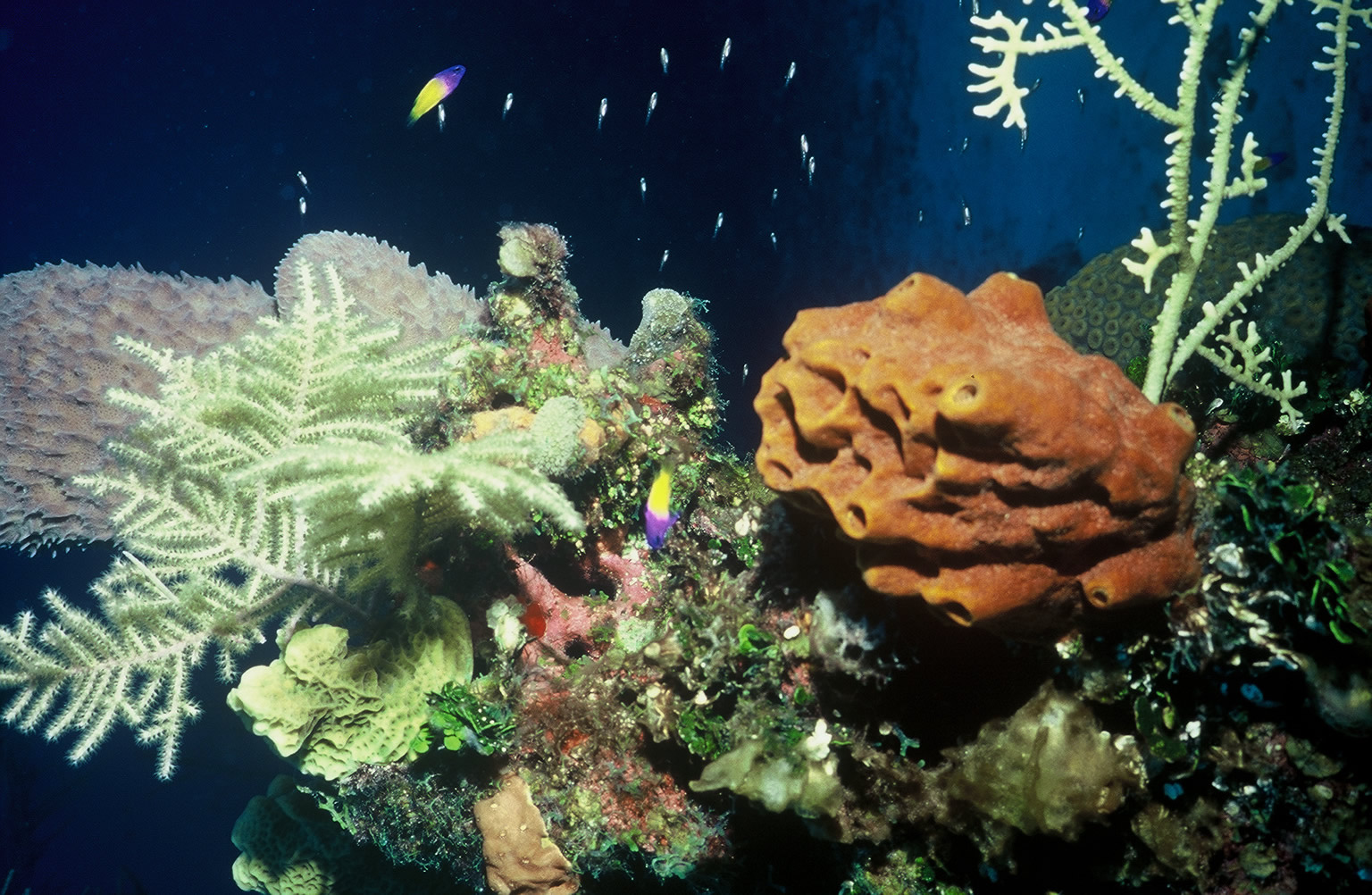 Photo of underwater plants