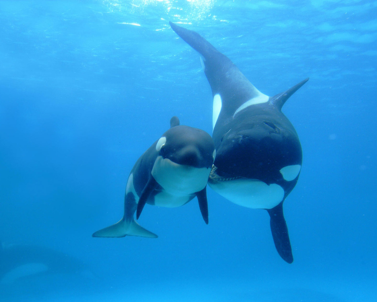 Whale with a baby