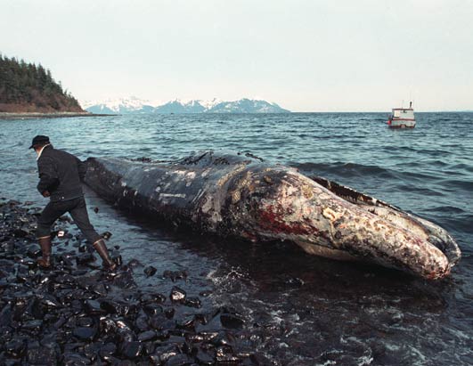 Oil Spill Victim