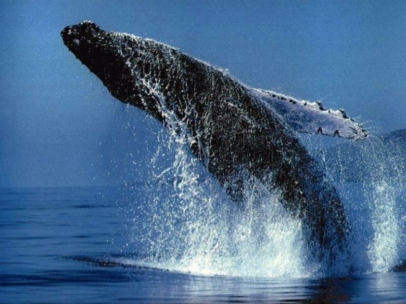 Whale jumping