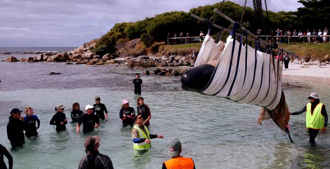Rescuing a Whale