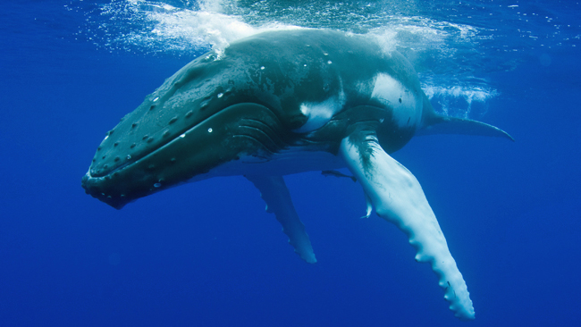 Whale near surface of water