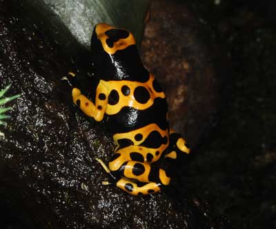 poison frog