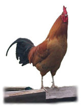 Rooster