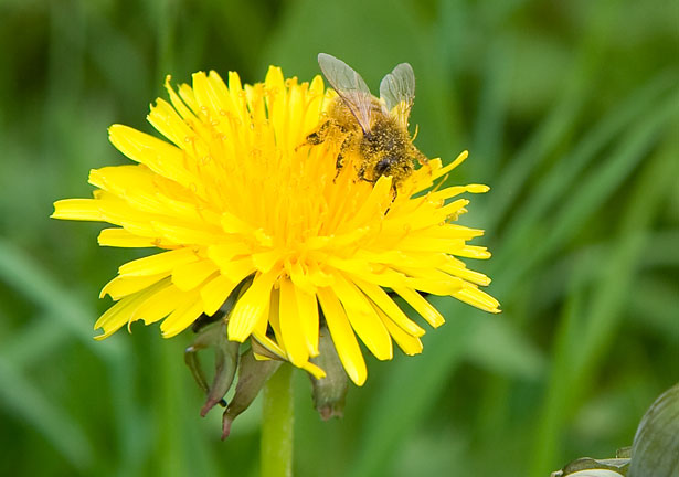 bee on sunflower
