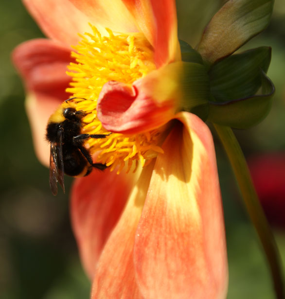 bee on red flower