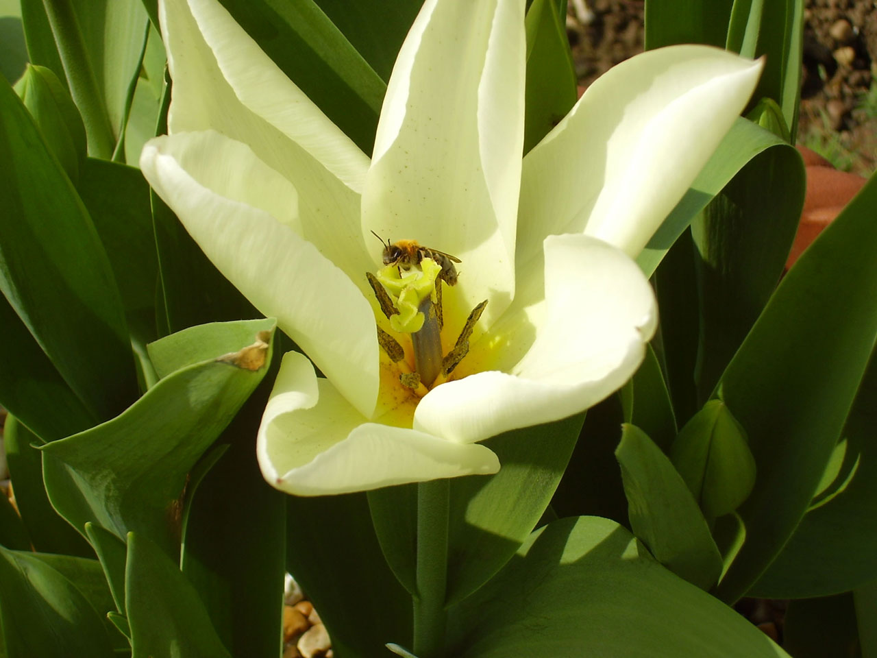 bee on white flower