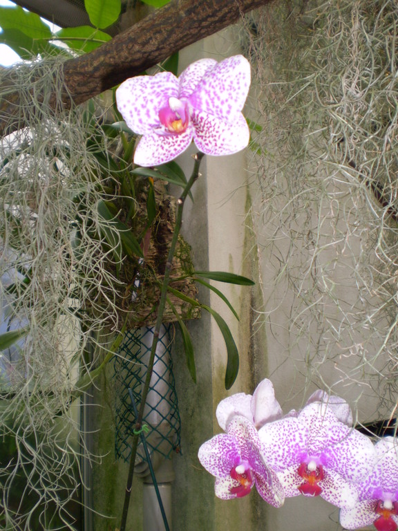 orchid flower