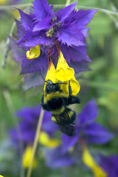 bee on purple flower