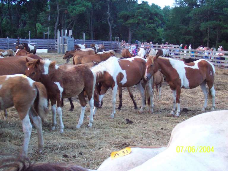 assateague ponies