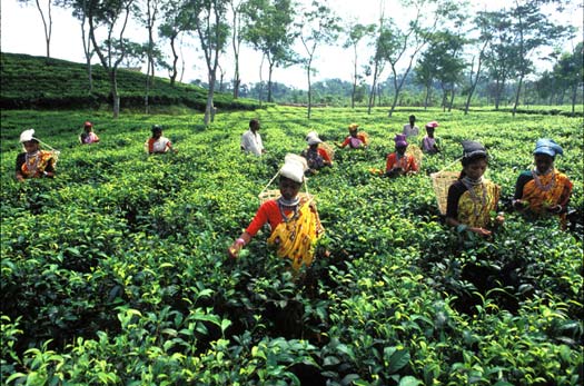 Farming