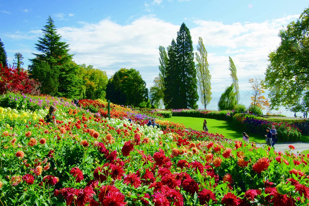 Flowers-Mainau, Insel Mainau. (n.d.). [Photograph]. Busreisen.Cc. https://www.busreisen.cc/node/35169
